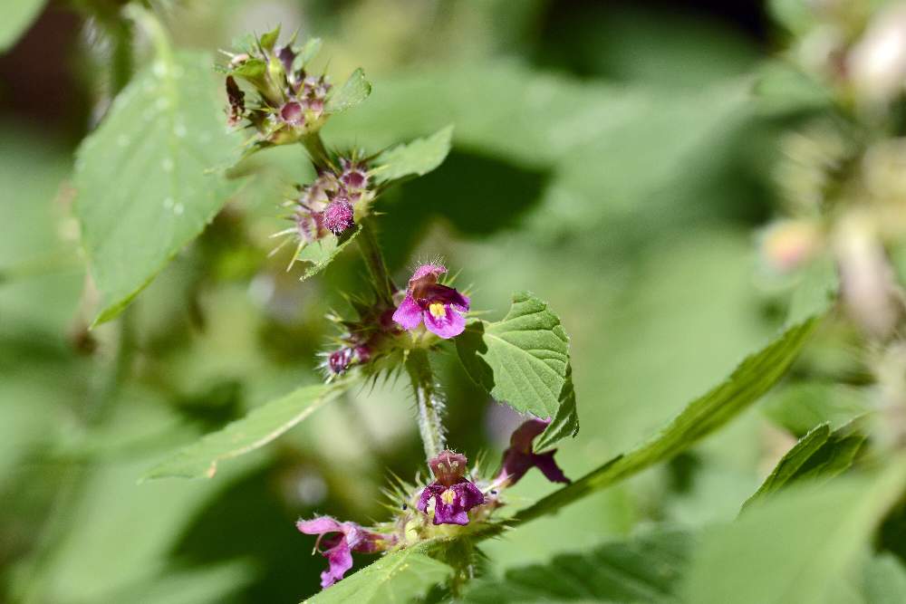 Galeopsis quarto da ID.